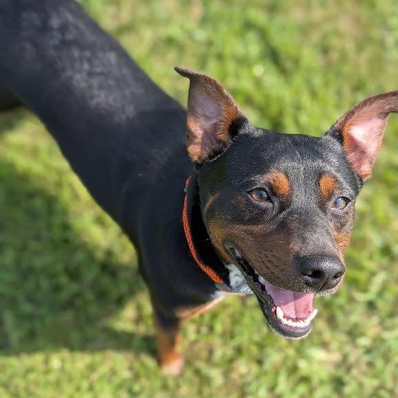 Enlarge Little Dude, a Adoptable mixed breed in Springfield, MO image 5/6