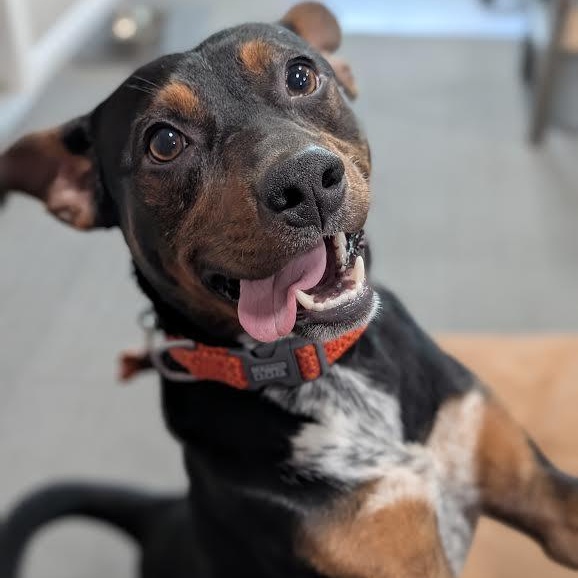 Enlarge Little Dude, a Adoptable mixed breed in Springfield, MO image 4/6