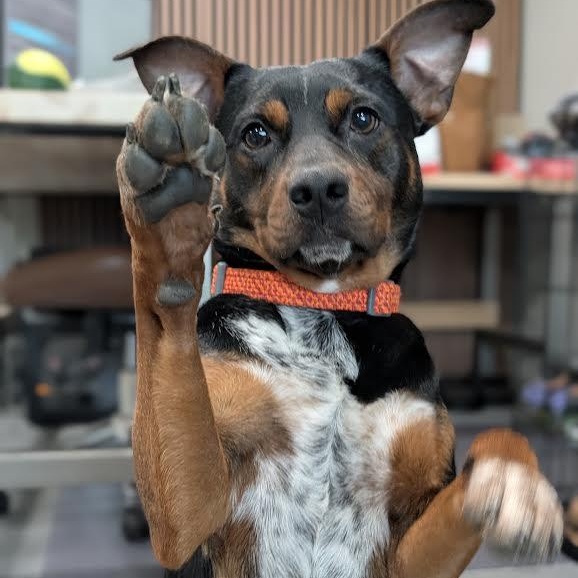 Little Dude, Adoptable, Young Male Cattle Dog & Miniature Pinscher.