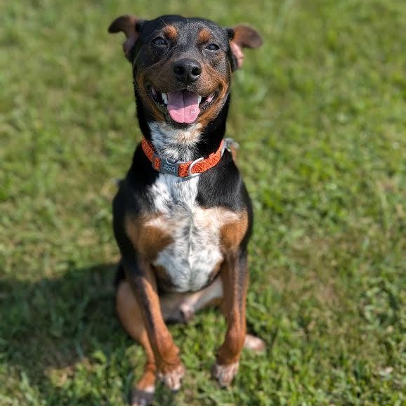 Enlarge Little Dude, a Adoptable mixed breed in Springfield, MO image 6/6