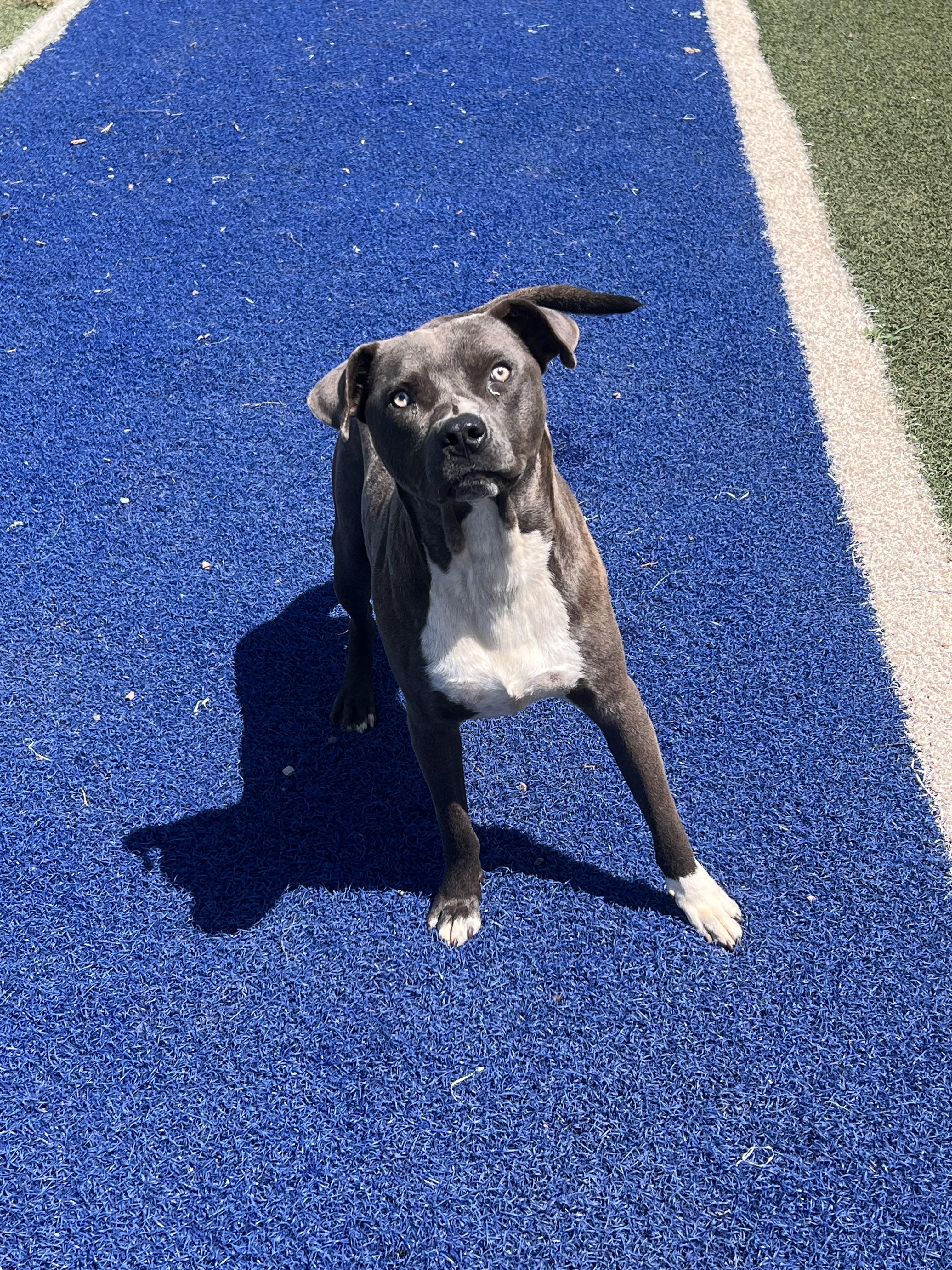 Enlarge Pierce, a Adopted mixed breed in Blanchard, OK image 1/3