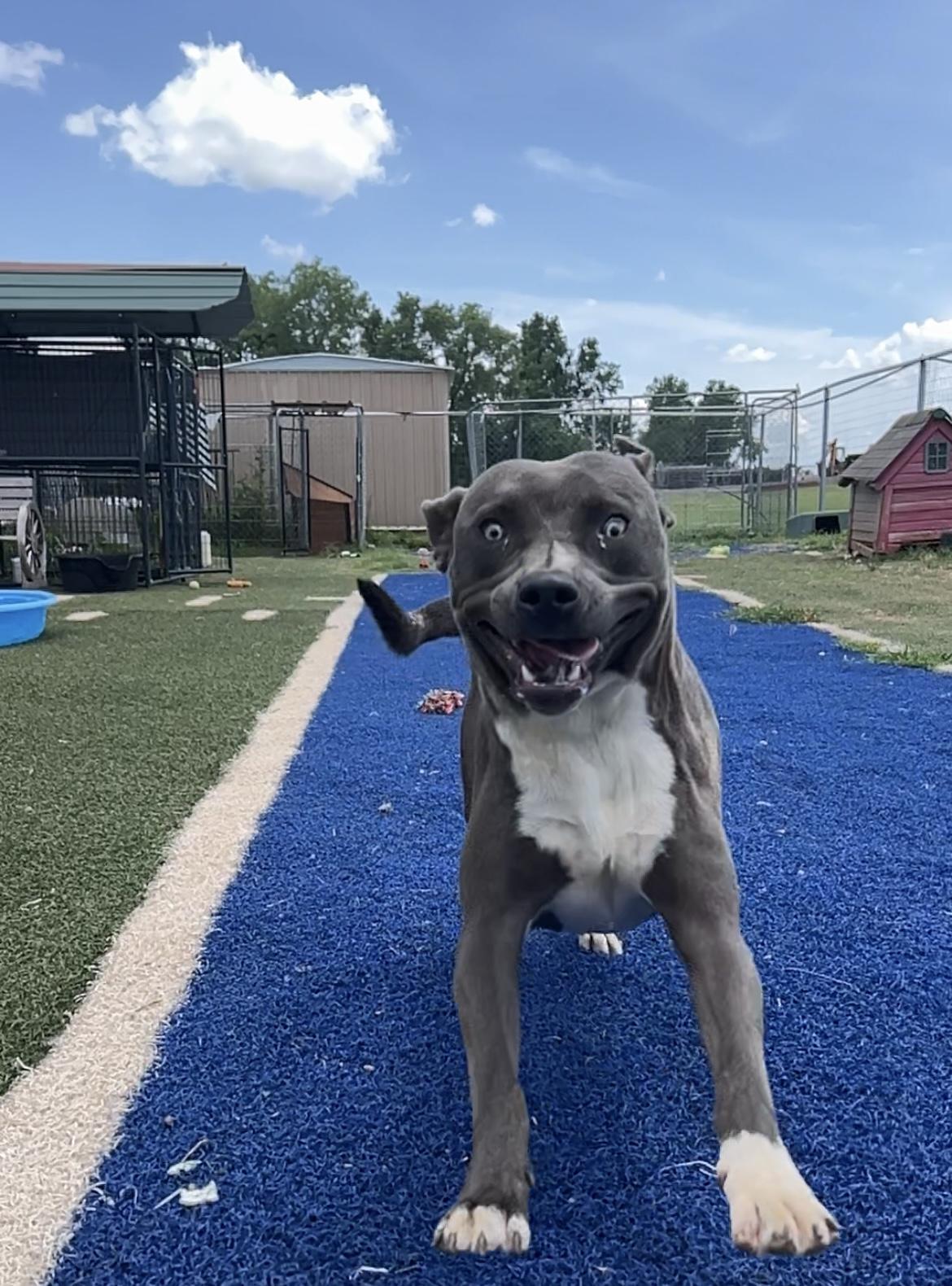 Enlarge Pierce, a Adopted mixed breed in Blanchard, OK image 2/3