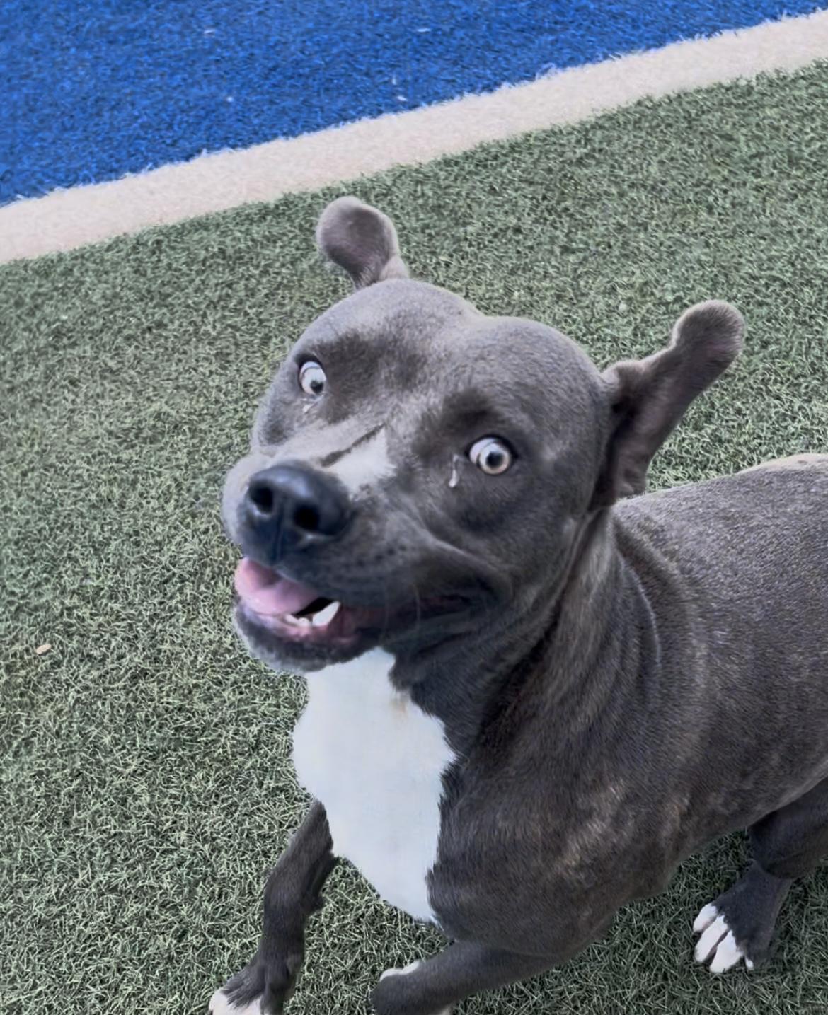 Enlarge Pierce, a Adopted mixed breed in Blanchard, OK image 3/3