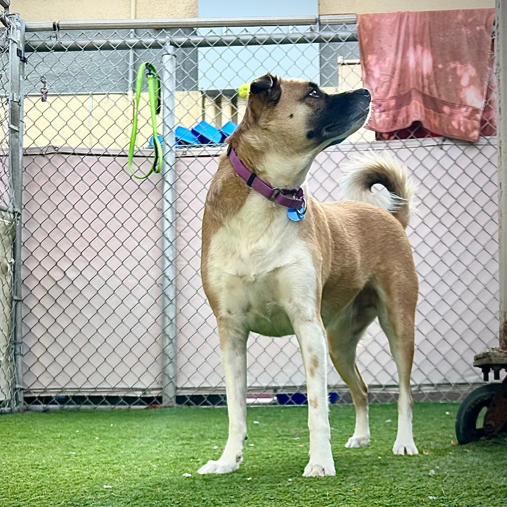 Izzy, Adoptable, Adult Female Shepherd & Mixed Breed.