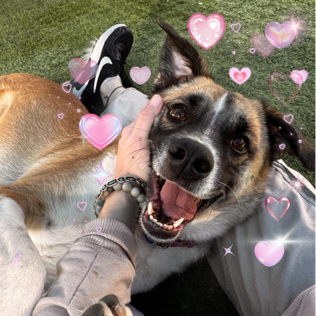 Enlarge Izzy, a Adoptable mixed breed in Tempe, AZ image 2/6