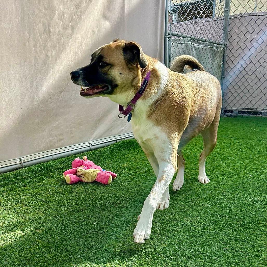 Enlarge Izzy, a Adoptable mixed breed in Tempe, AZ image 2/6