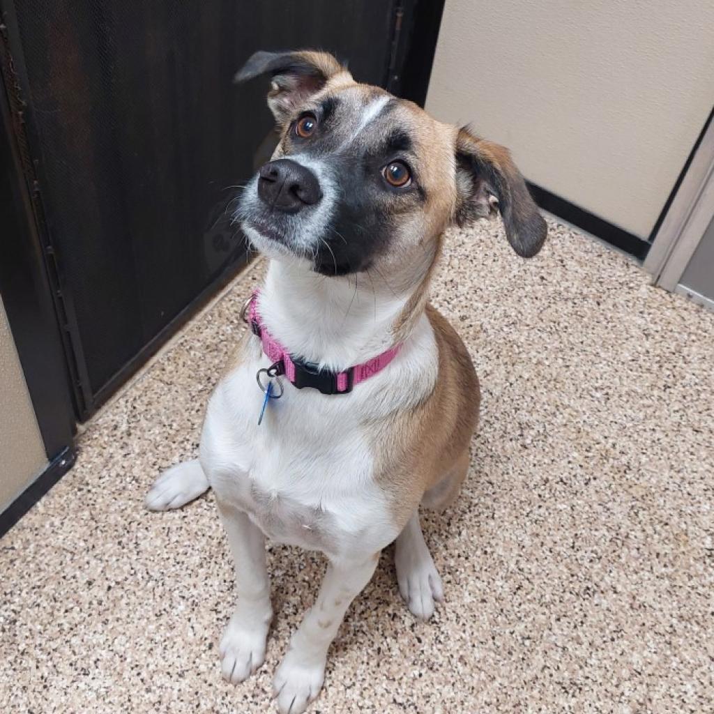 Enlarge Izzy, a Adoptable mixed breed in Tempe, AZ image 4/6
