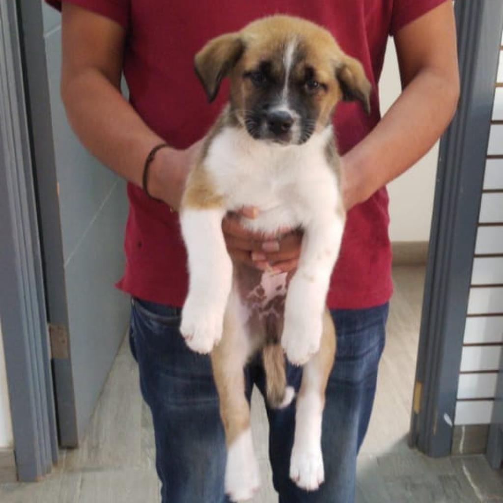 Enlarge Izzy, a Adoptable mixed breed in Tempe, AZ image 3/6