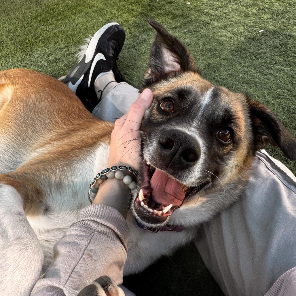 Enlarge Izzy, a Adoptable mixed breed in Tempe, AZ image 4/6