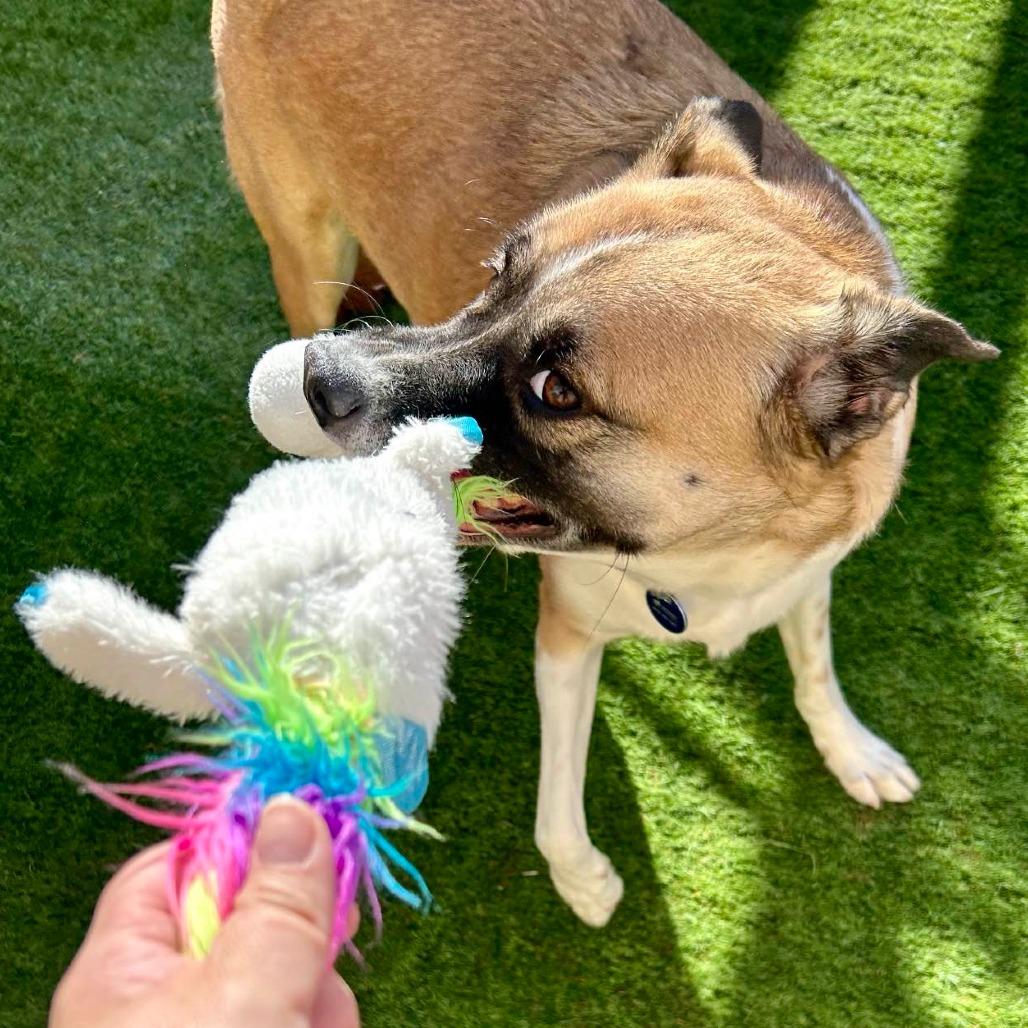 Enlarge Izzy, a Adoptable mixed breed in Tempe, AZ image 5/6
