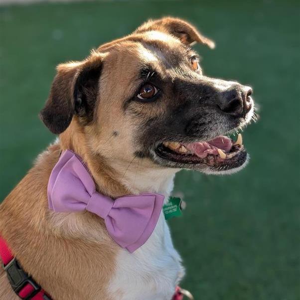 Izzy, a Adoptable mixed breed in Tempe, AZ image 5/6
