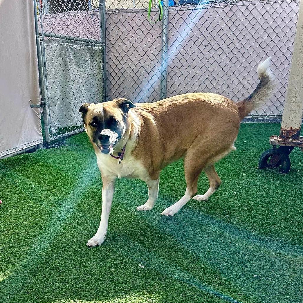 Enlarge Izzy, a Adoptable mixed breed in Tempe, AZ image 6/6