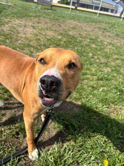 Hermes, Adoptable, Adult Male Pit Bull Terrier & Mixed Breed.