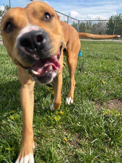 Enlarge Hermes, a Adoptable mixed breed in Scottsbluff, NE image 2/3