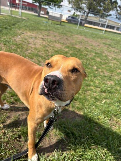 Enlarge Hermes, a Adoptable mixed breed in Scottsbluff, NE image 3/3