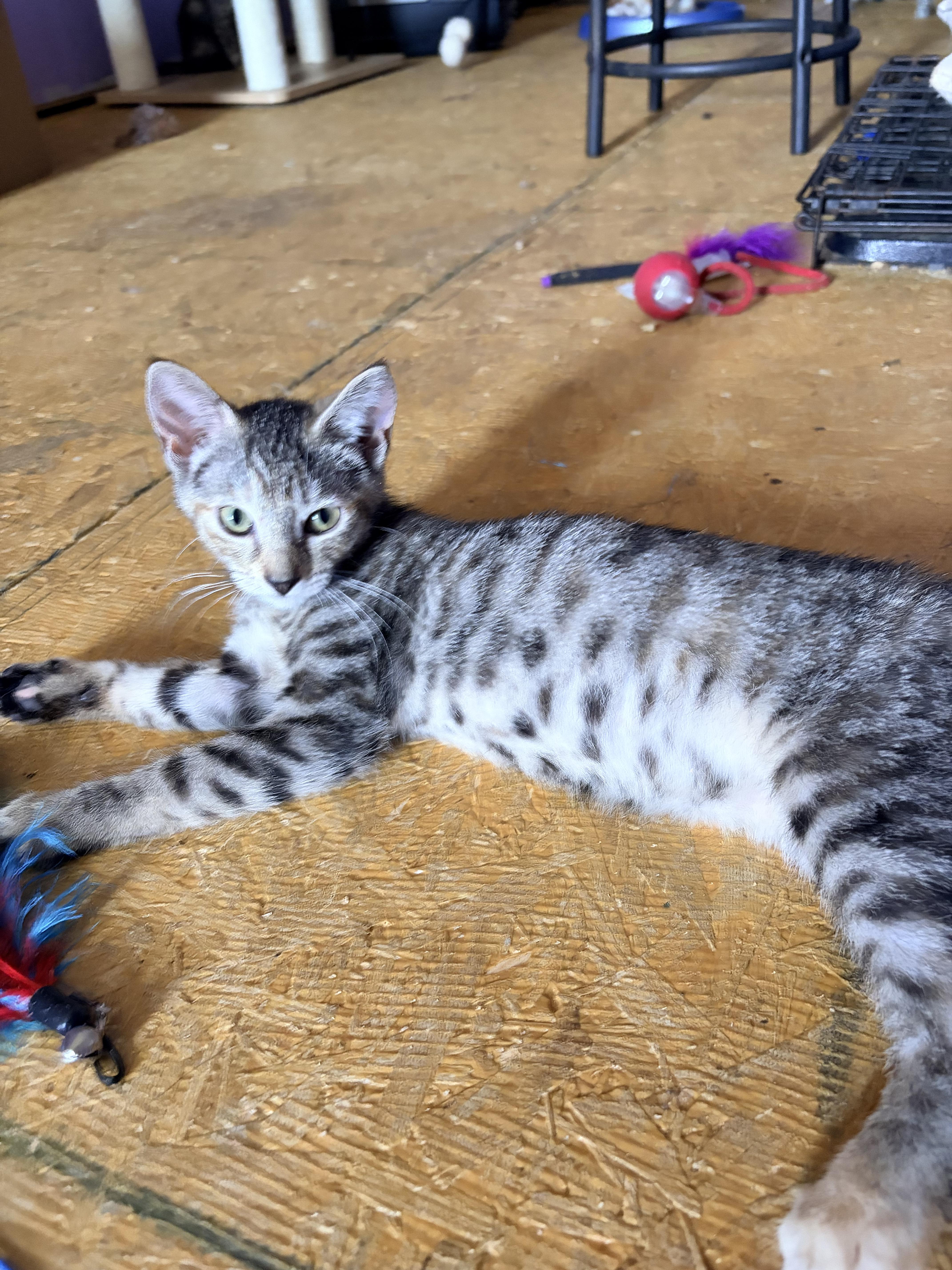 Enlarge Little Miss Courtwright, a ADOPTABLE Egyptian Mau in Newark valley, NY image 5/6