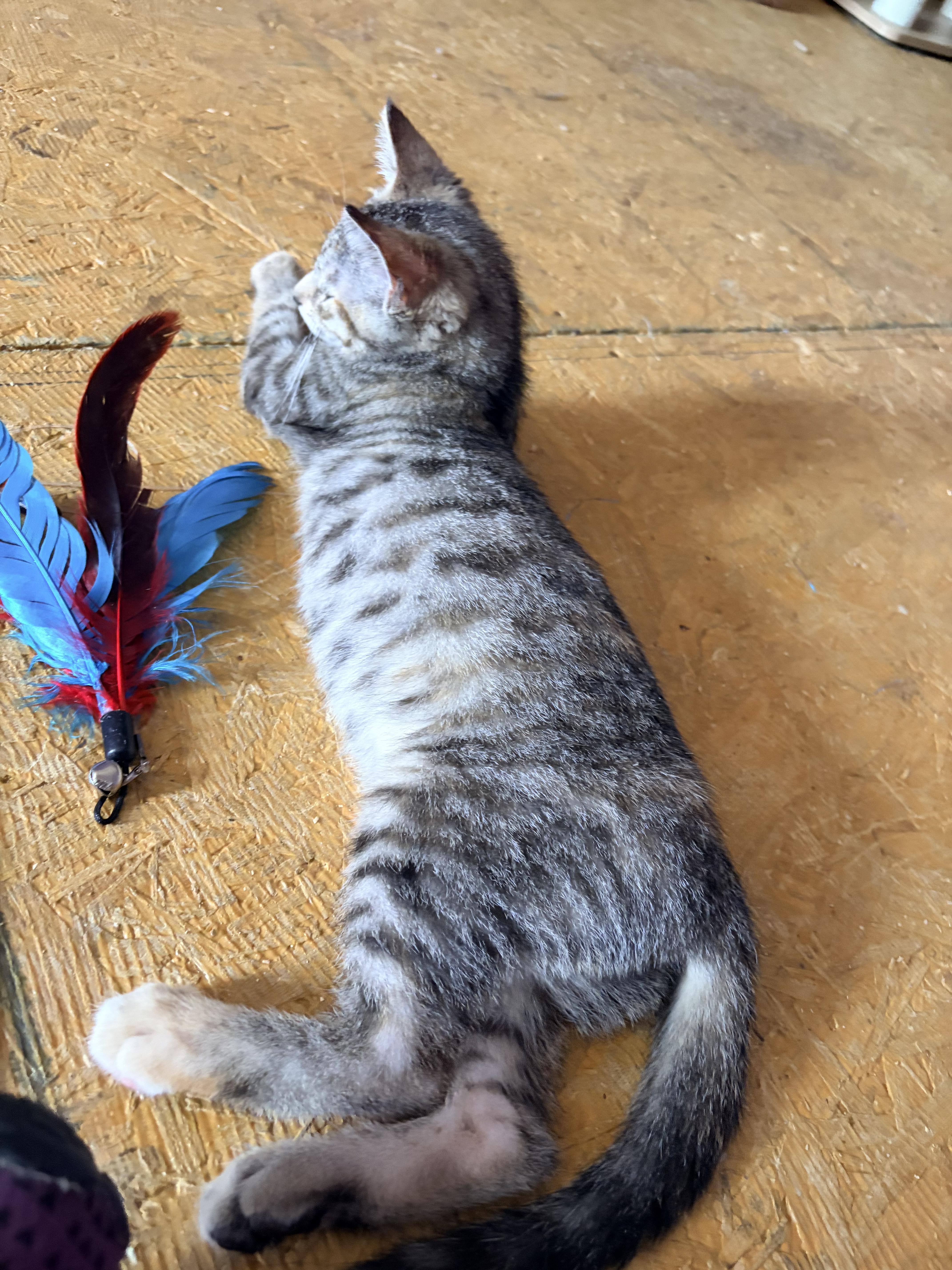 Enlarge Little Miss Courtwright, a ADOPTABLE Egyptian Mau in Newark valley, NY image 4/6