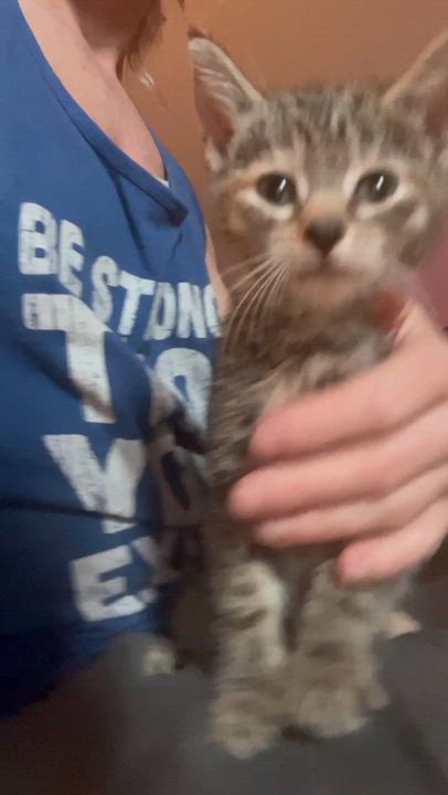 Enlarge Little Miss Courtwright, a ADOPTABLE Tabby in Newark valley, NY video 3/6