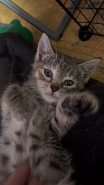 Enlarge Little Miss Courtwright, a ADOPTABLE Tabby in Newark valley, NY video 2/6