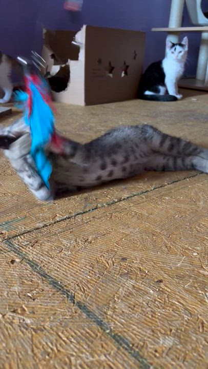 Enlarge Little Miss Courtwright, a ADOPTABLE Egyptian Mau in Newark valley, NY video 6/6