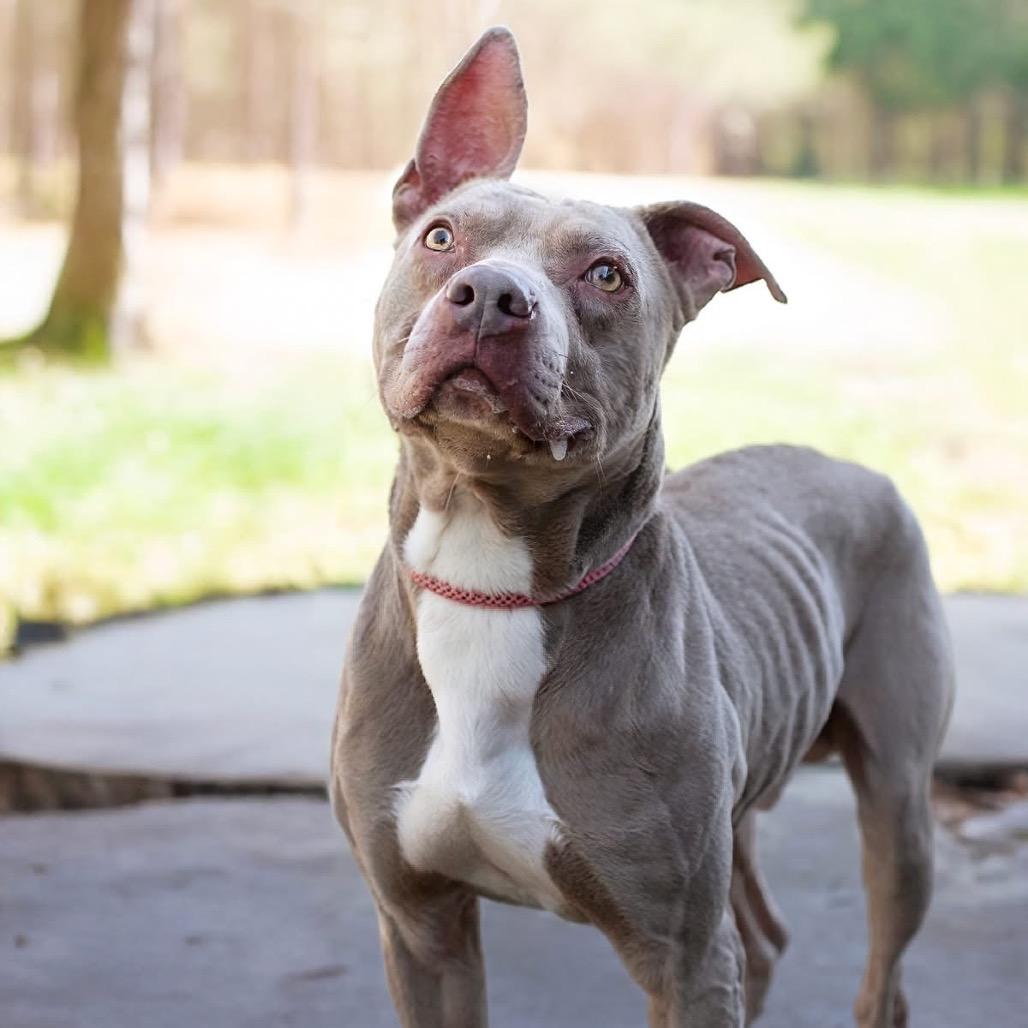 Enlarge Zingg, a Adoptable Pit Bull Terrier in Belleville, IL image 1/1