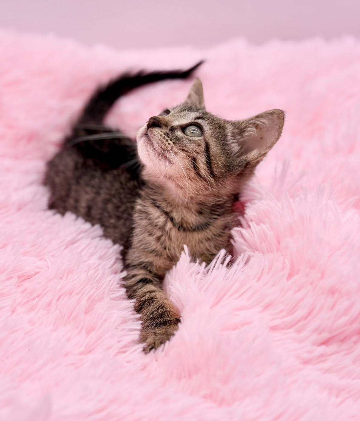 Enlarge Animal Cracker, a Adoptable Tabby in Covington, LA image 3/6