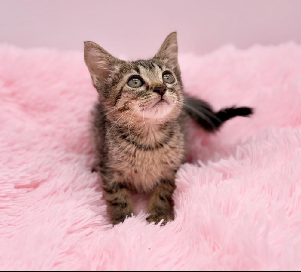 Enlarge Animal Cracker, a Adoptable Tabby in Covington, LA image 4/6