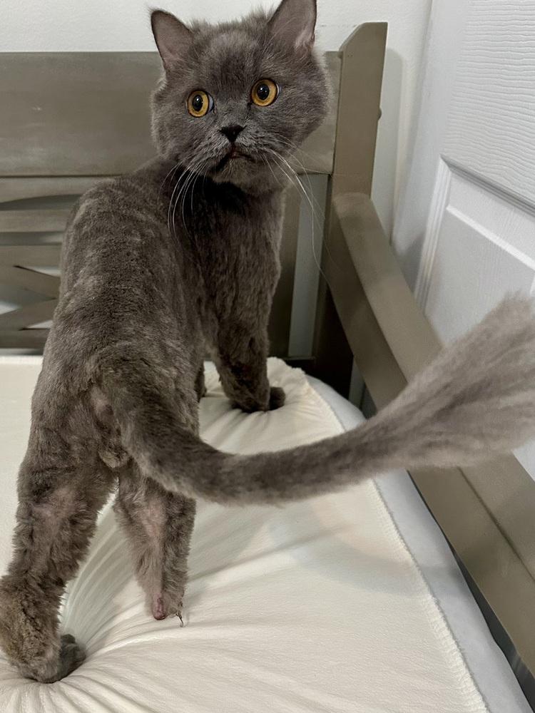 Ramadi, Adoptable, Young Male Persian.