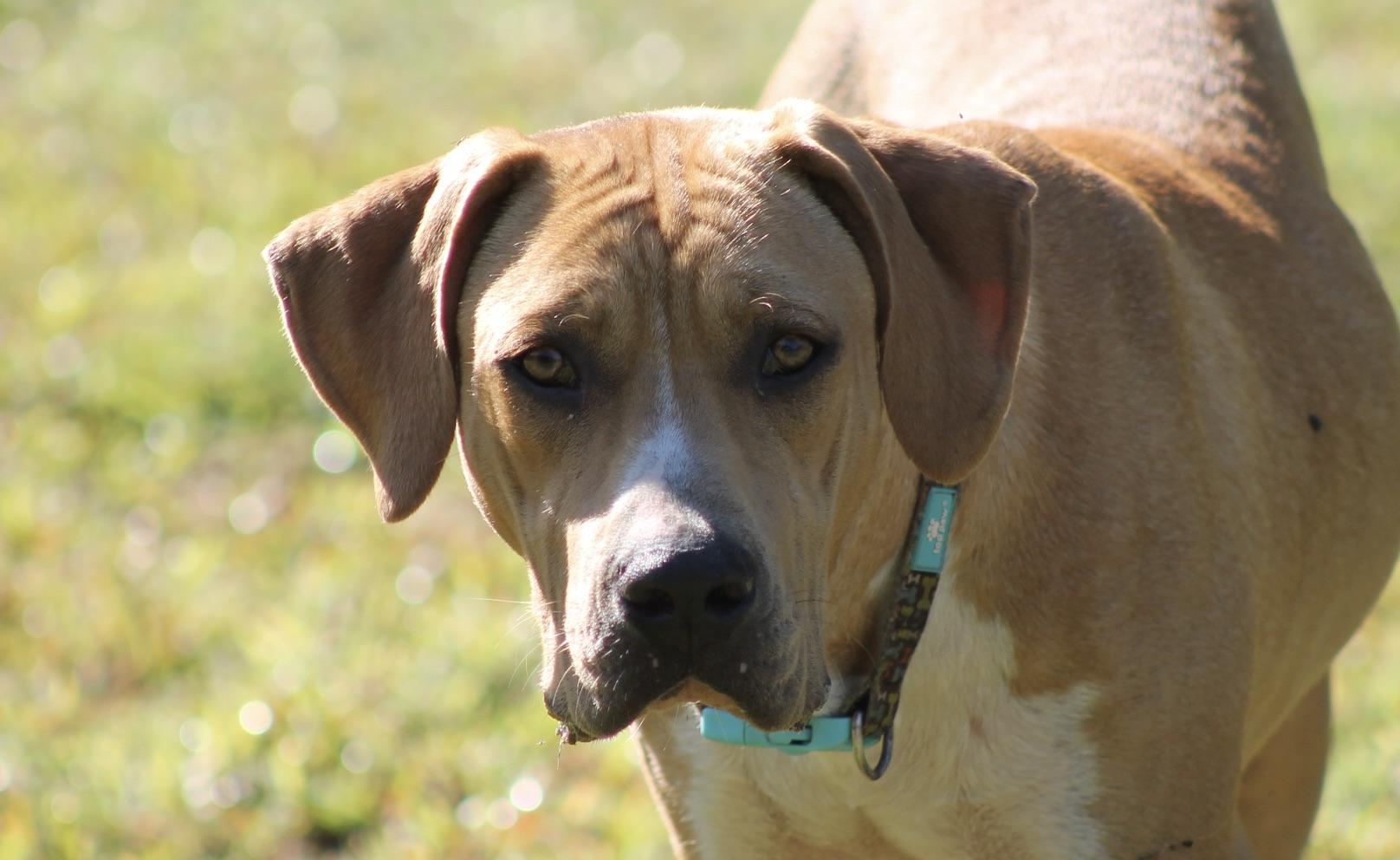 Enlarge Flynn, a Adoptable mixed breed in Chesapeake, VA image 4/4