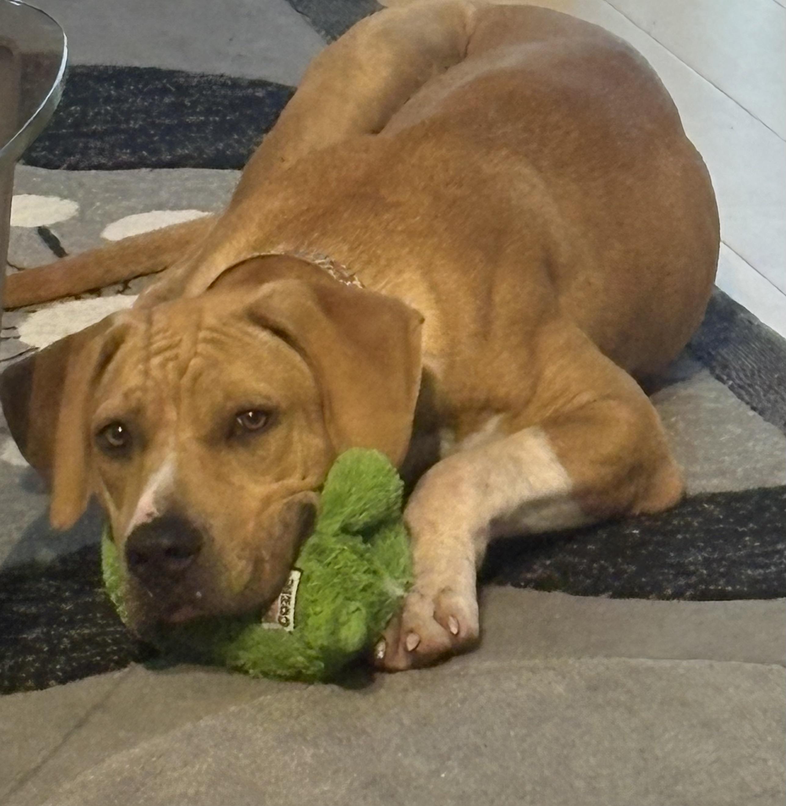 Flynn, Adoptable, Puppy Male Black Mouth Cur.