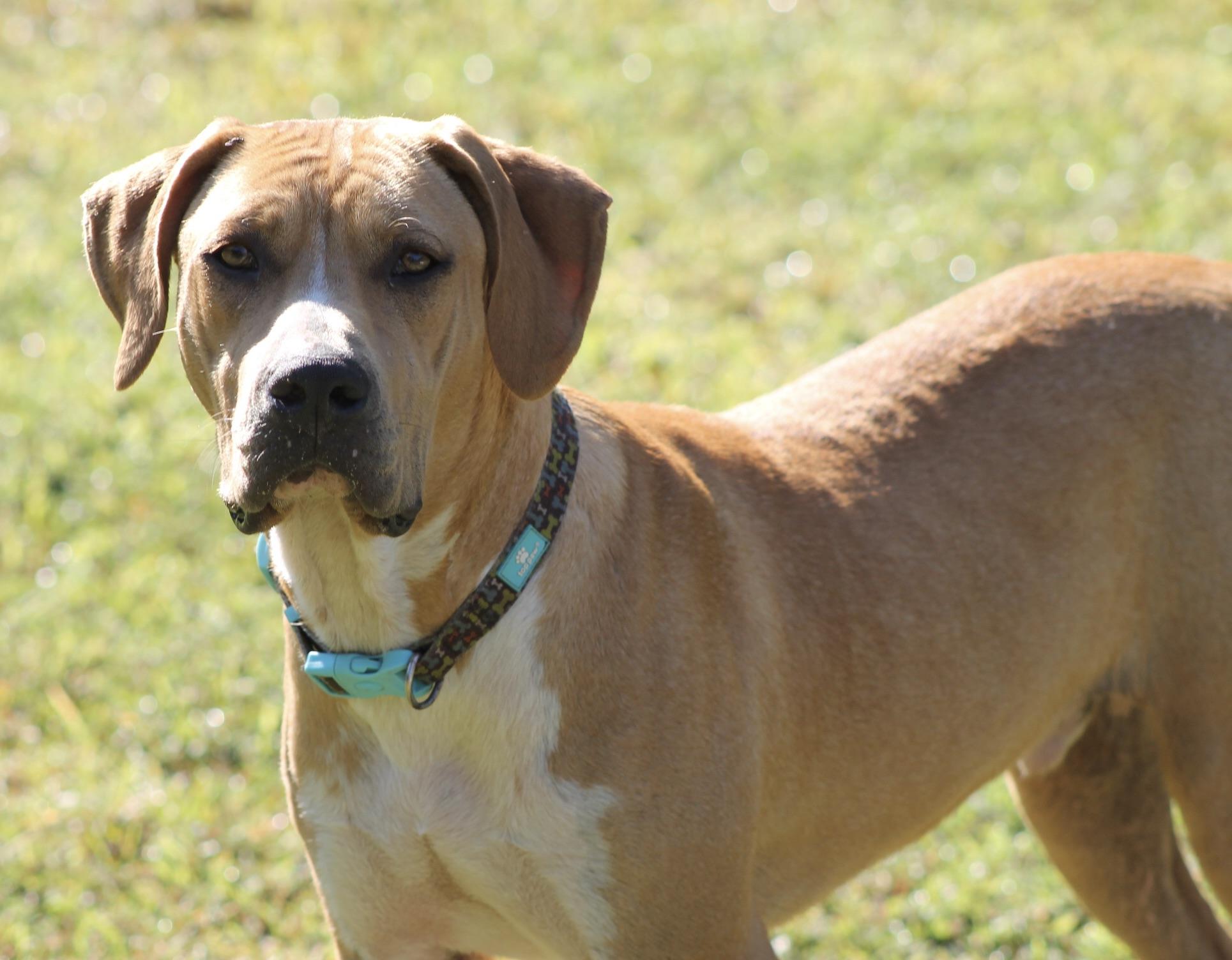 Enlarge Flynn, a Adoptable mixed breed in Chesapeake, VA image 2/4