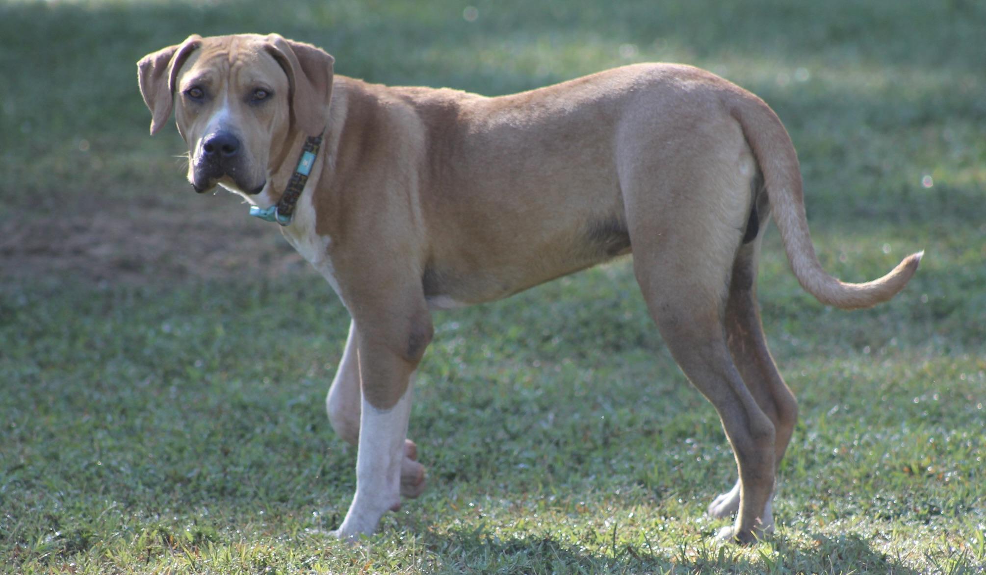 Enlarge Flynn, a Adoptable mixed breed in Chesapeake, VA image 3/4