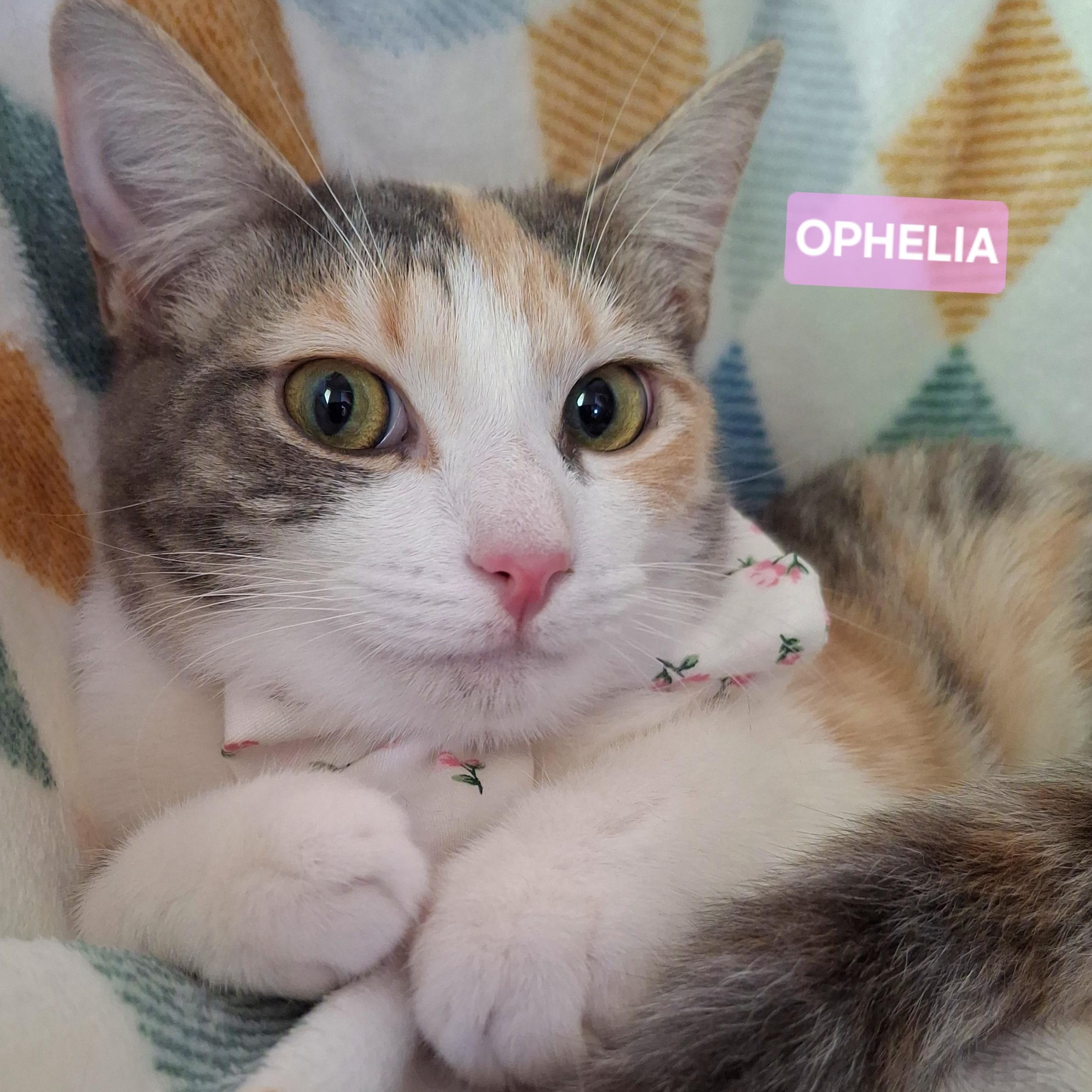 OPHELIA, Adoptable, Young Female Dilute Calico & Domestic Short Hair.