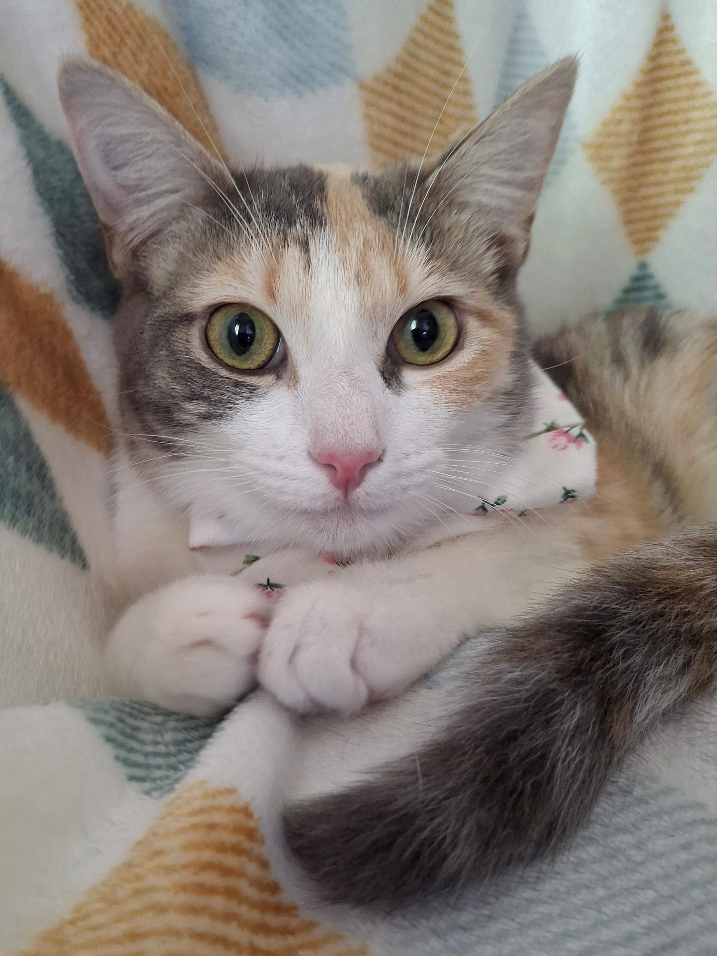 Enlarge OPHELIA, a Adoptable mixed breed in Fullerton, CA image 2/4