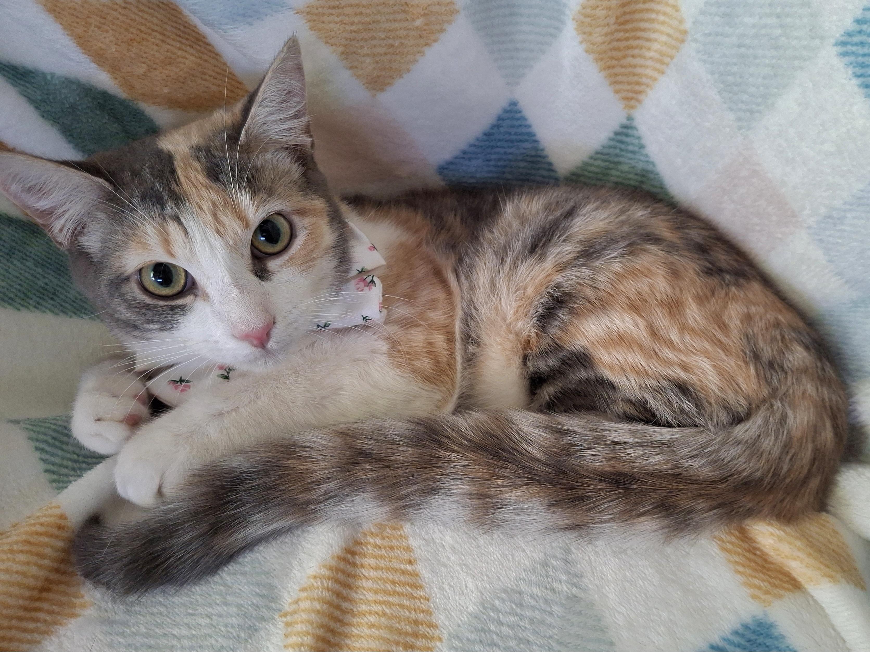 Enlarge OPHELIA, a Adoptable mixed breed in Fullerton, CA image 3/4