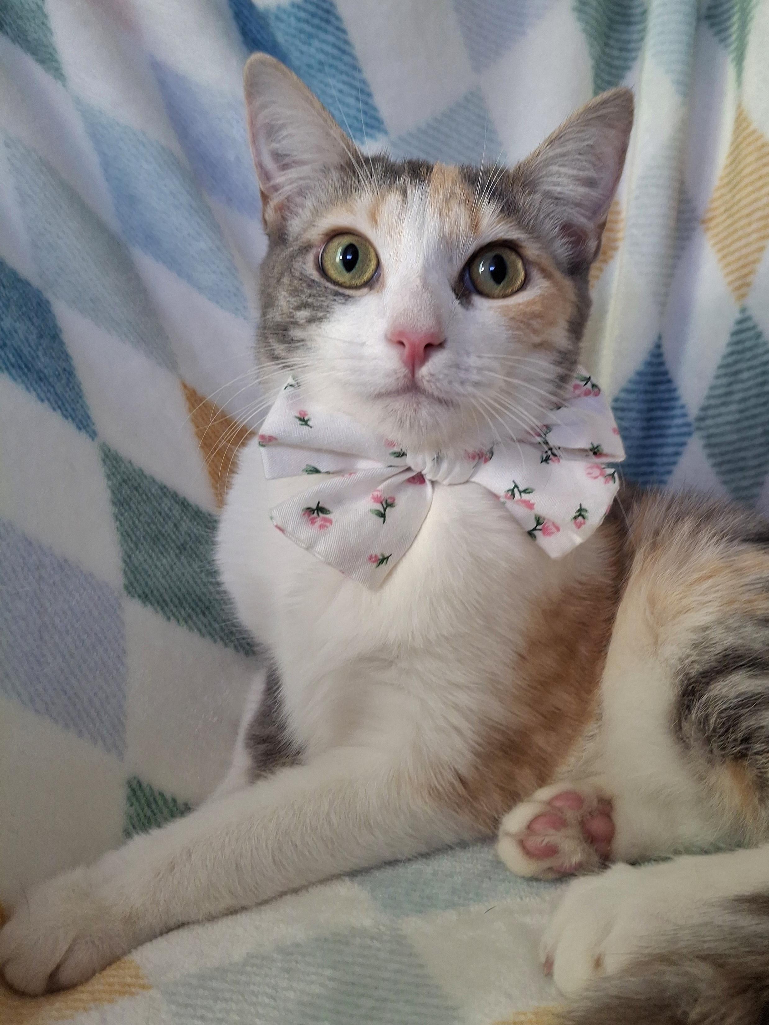 Enlarge OPHELIA, a Adoptable mixed breed in Fullerton, CA image 4/4