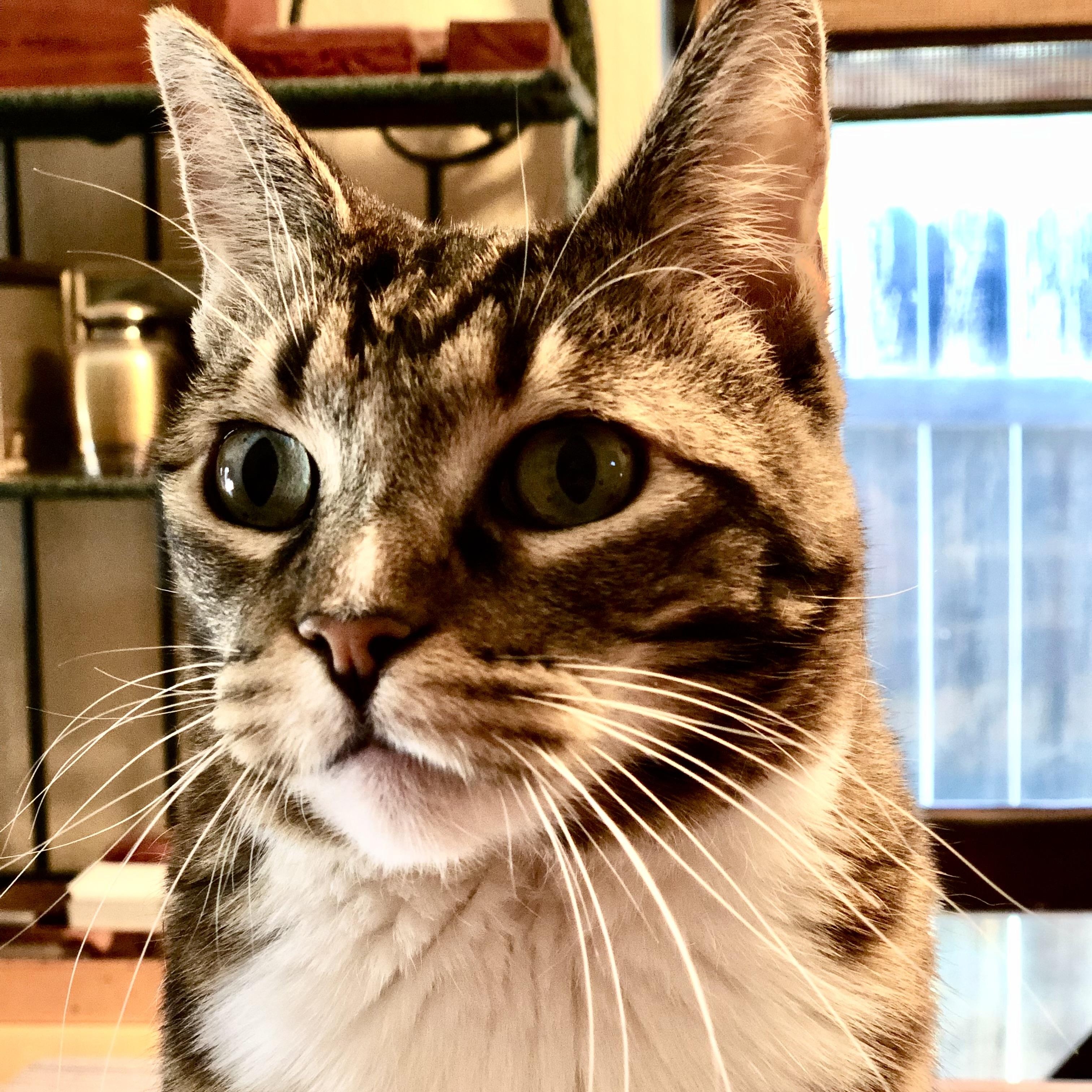 Preston, Senior Male Tabby
