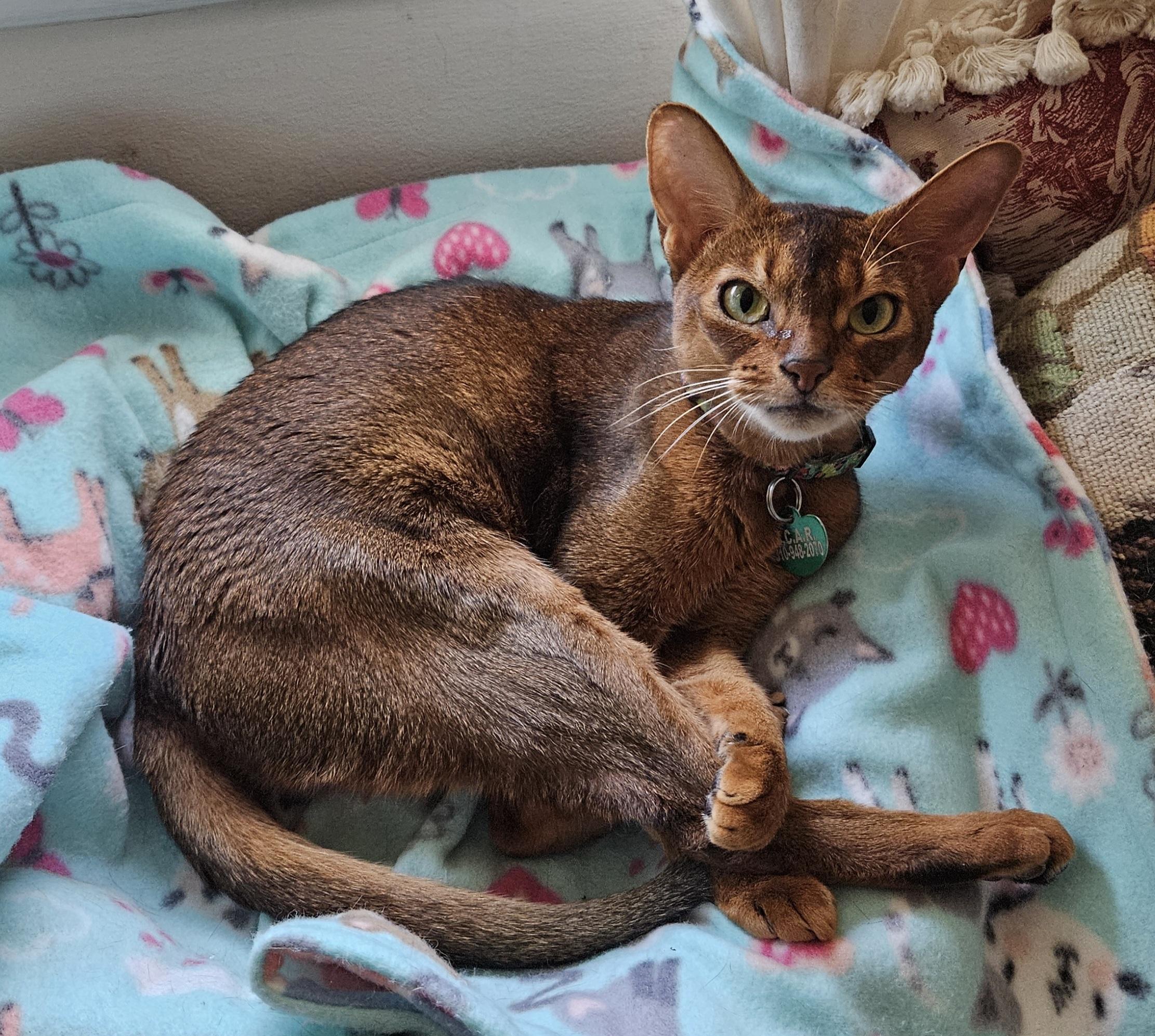 Charlie, Adoptable, Adult Female Abyssinian.