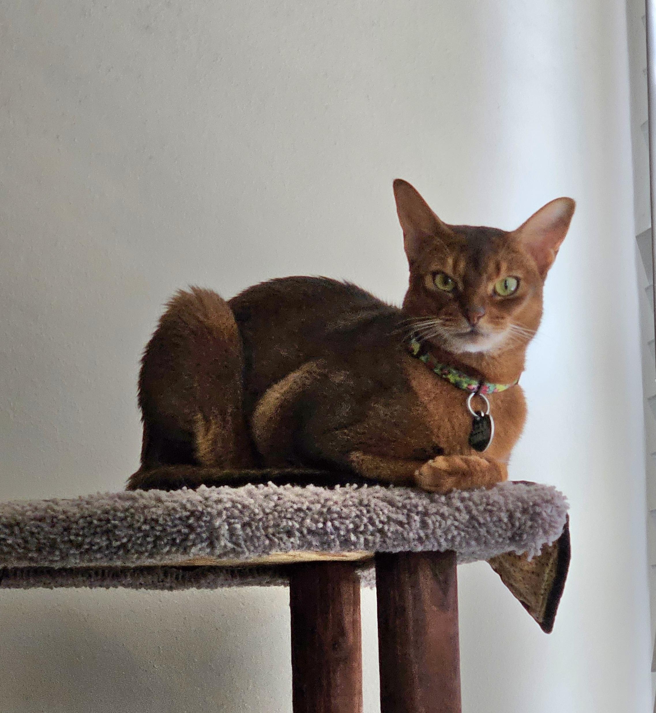 Enlarge Charlie, a Adoptable Abyssinian in Whittier, CA image 2/2