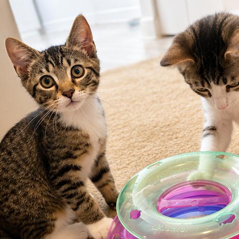 Enlarge Jonas, a Adoptable Domestic Short Hair in Silver Spring, MD image 2/6