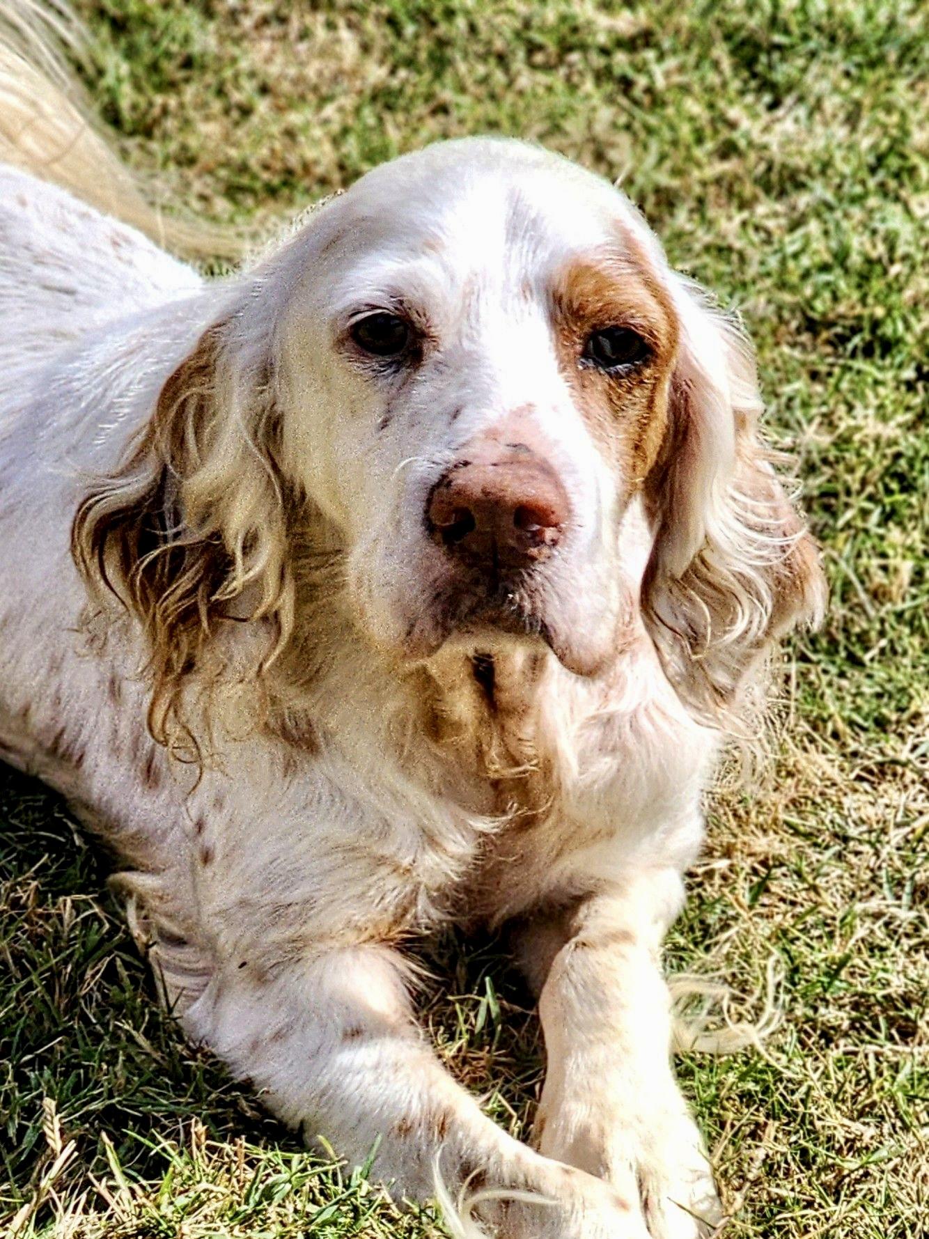 Almondine, Adoptable, Senior Female English Setter.