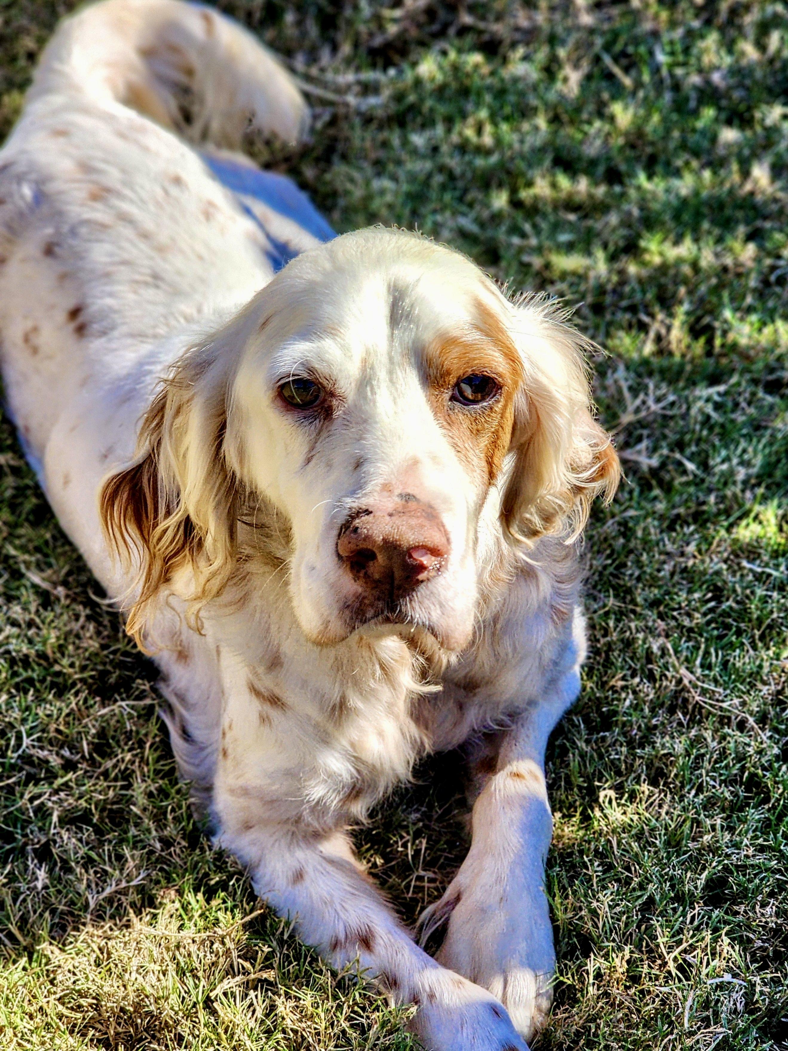 Almondine, a Adoptable English Setter in Edmond, OK image 2/5
