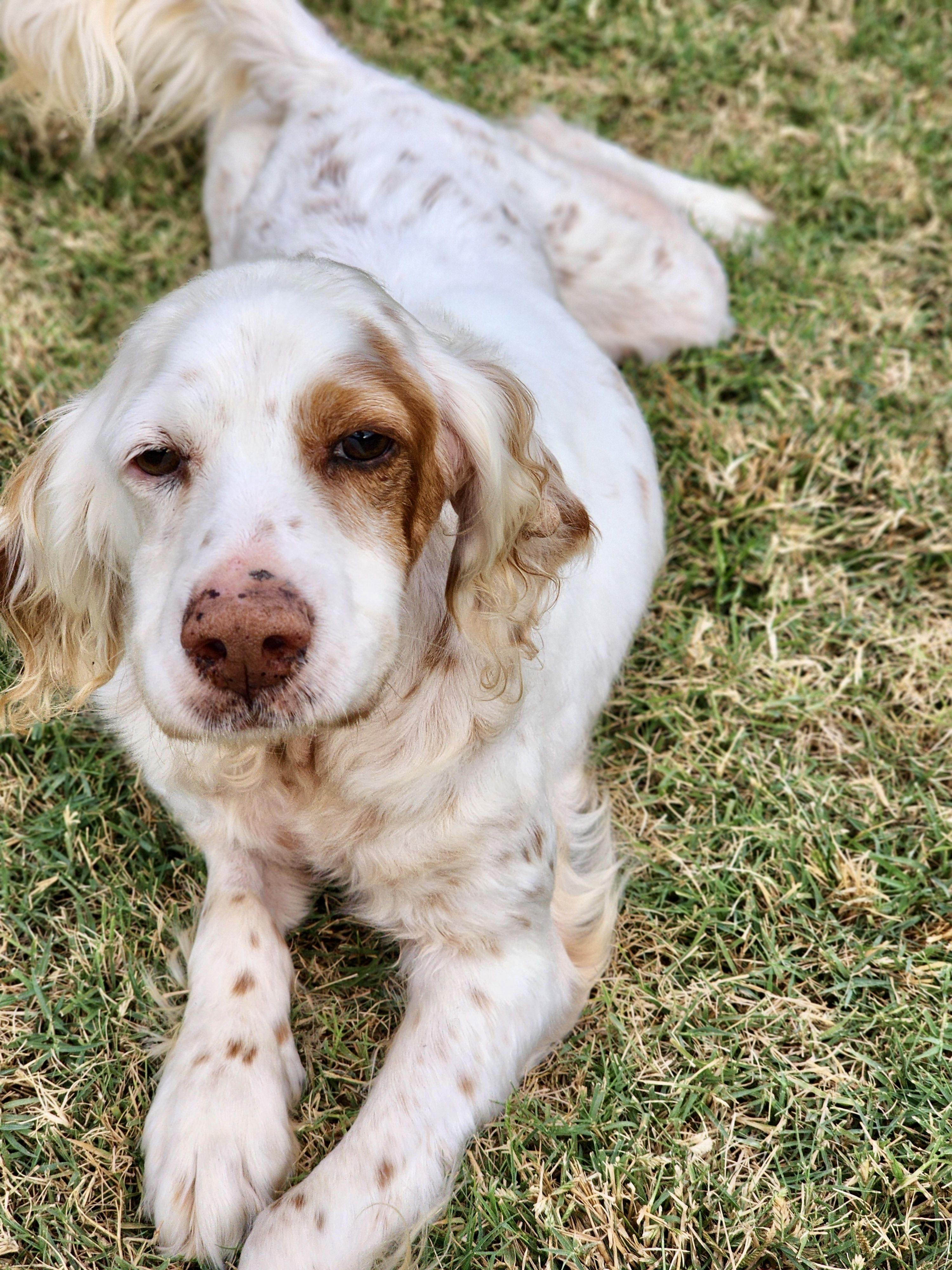 Almondine, a Adoptable English Setter in Edmond, OK image 3/5