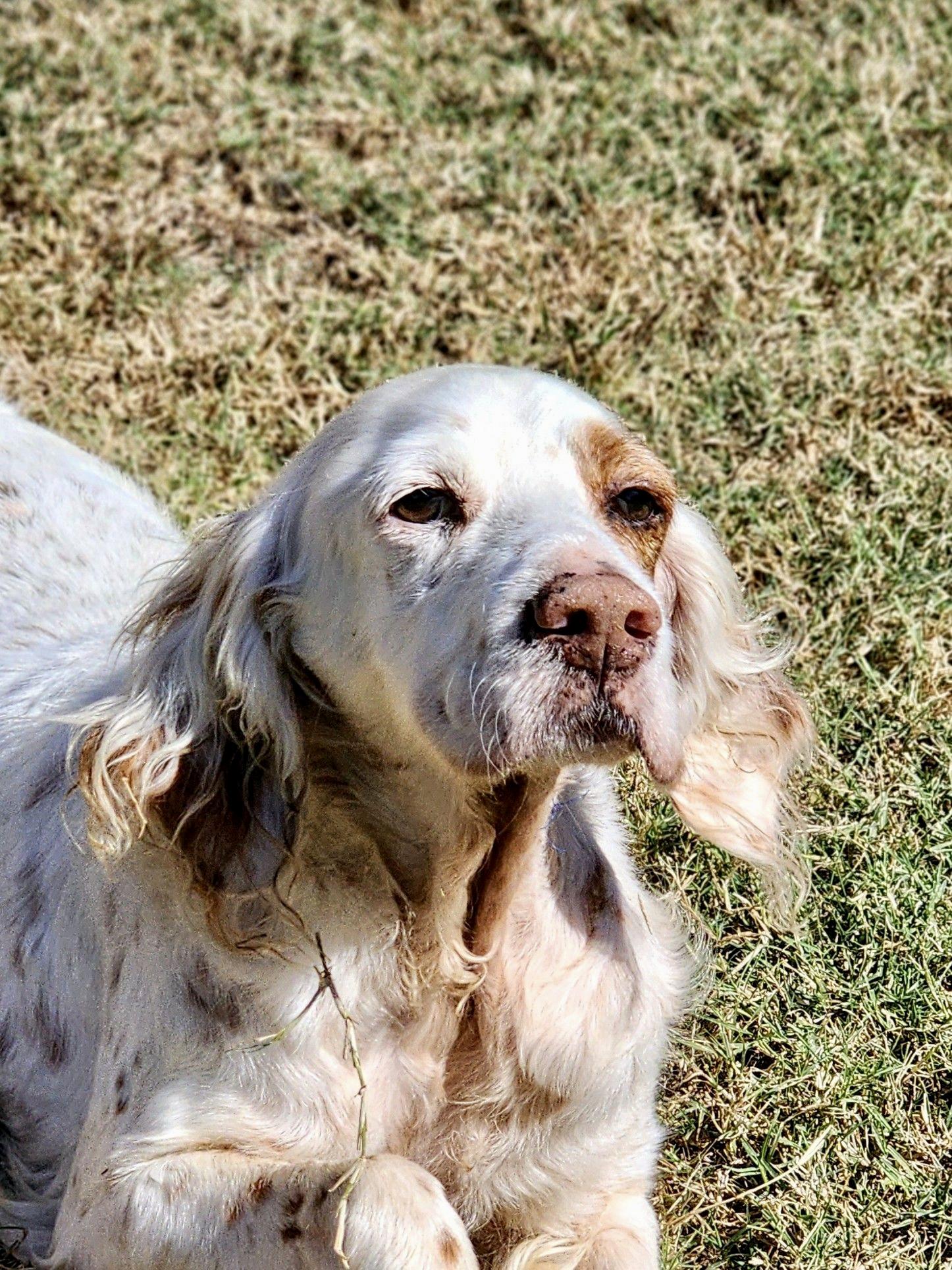 Almondine, a Adoptable English Setter in Edmond, OK image 4/5