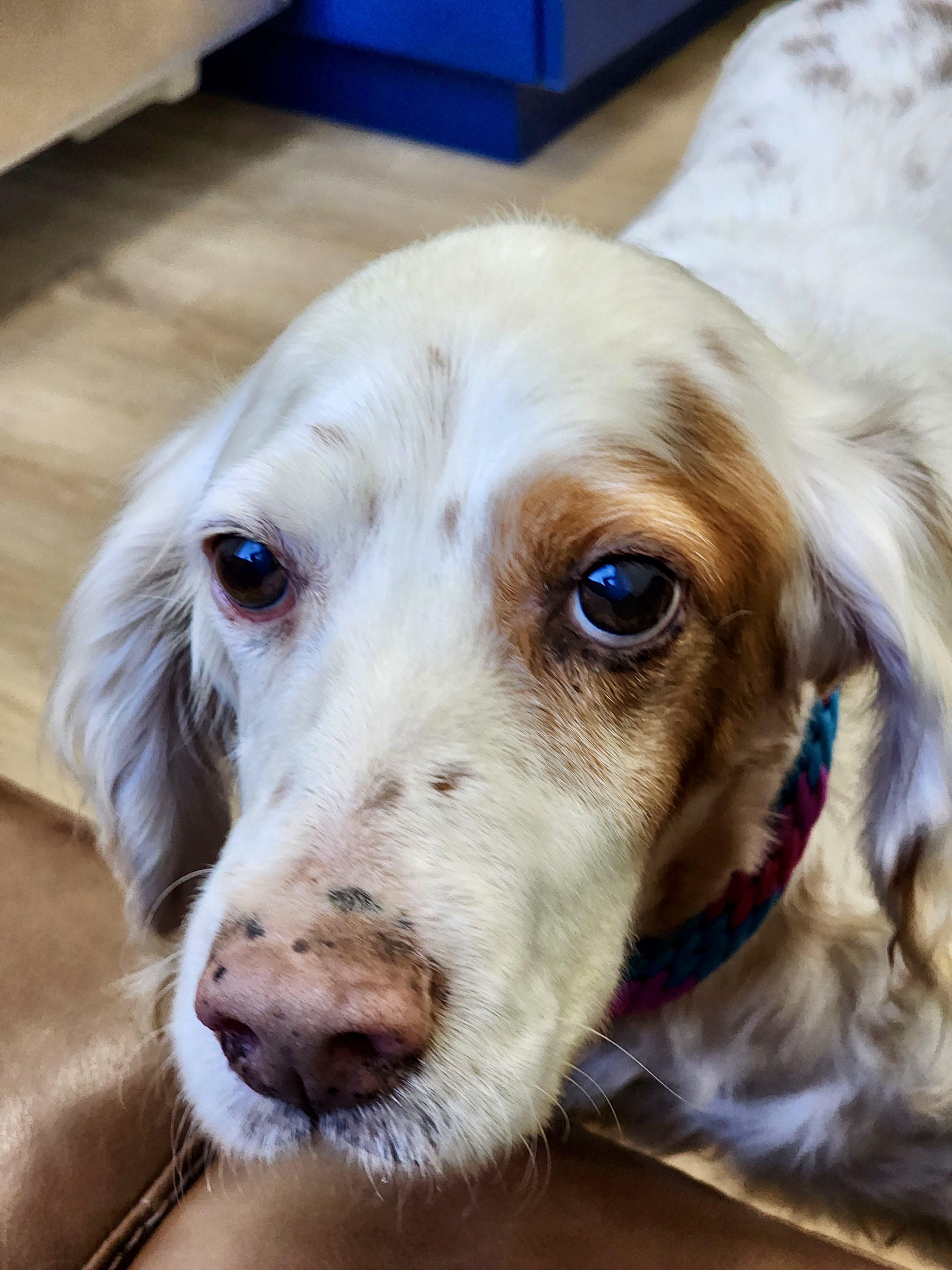 Almondine, a Adoptable English Setter in Edmond, OK image 5/5