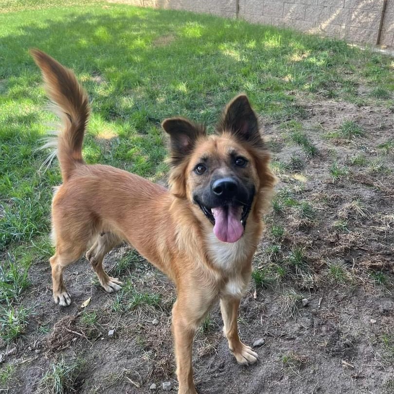 Layla 0124, Adoptable, Adult Female Shepherd.