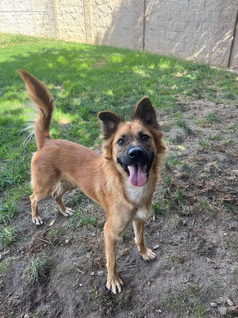 Layla 0124, an adoptable Shepherd in Sonora, CA, 95370 | Photo Image 3