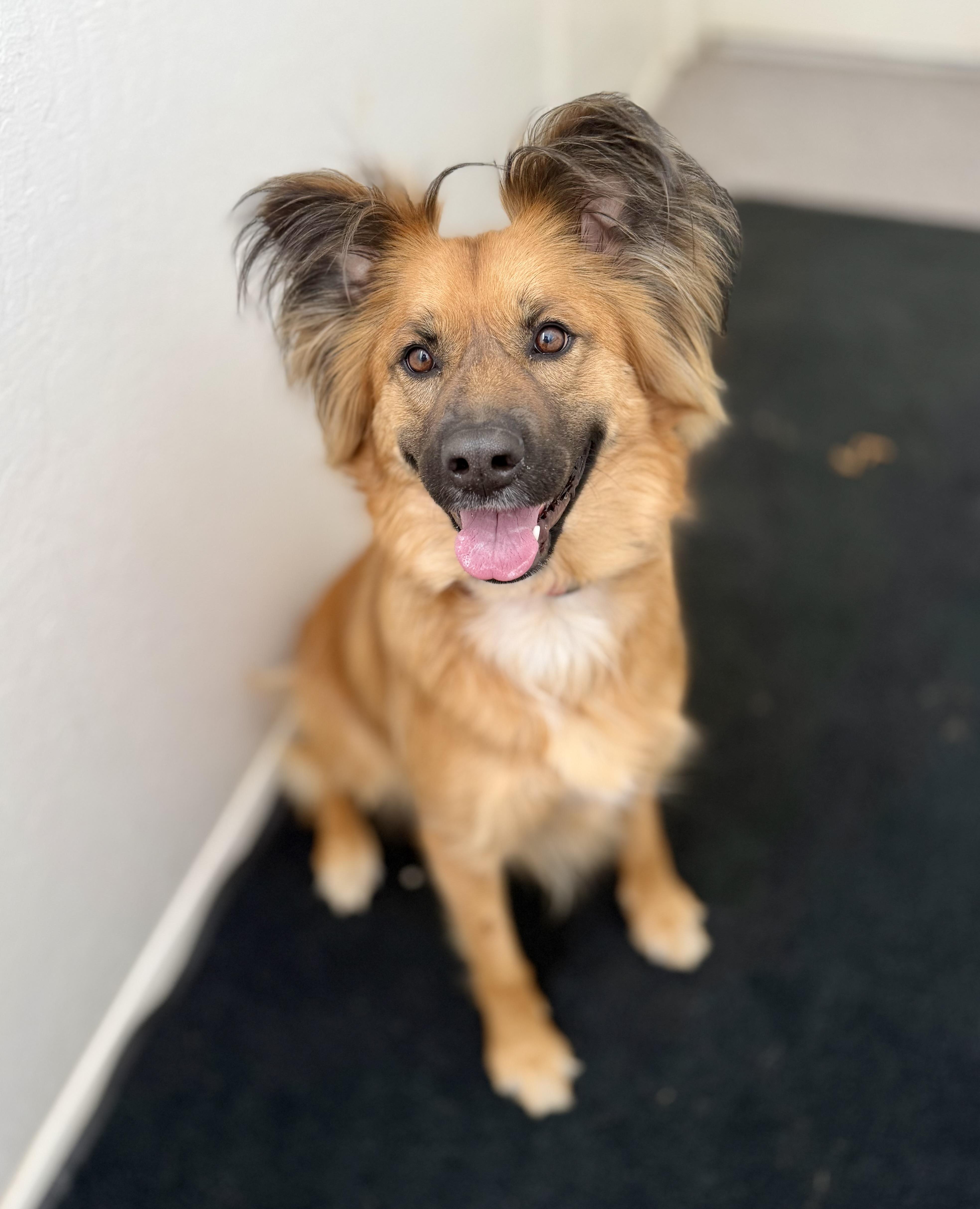 Enlarge Layla 0124, a Adoptable mixed breed in Sonora, CA image 5/5