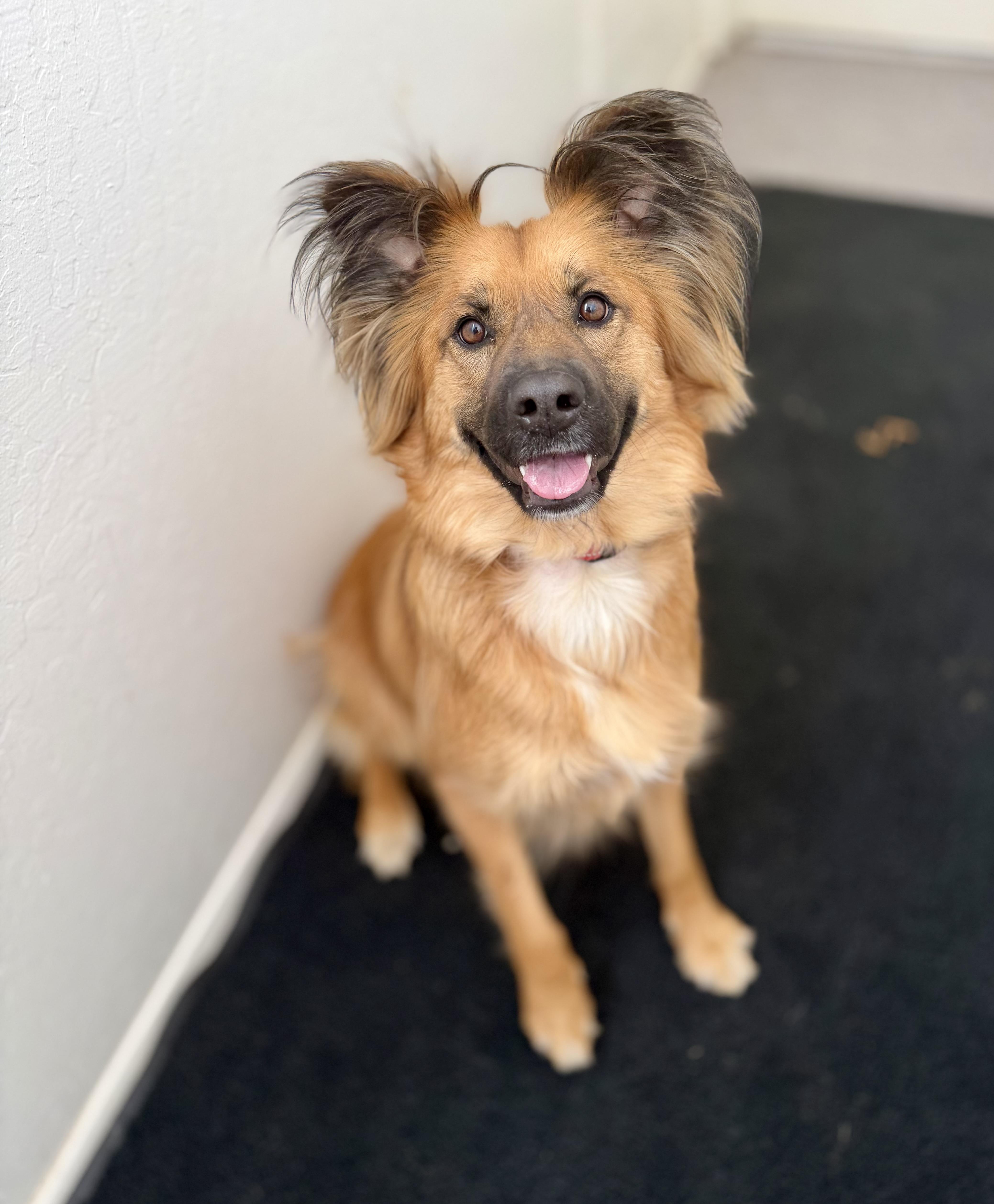Enlarge Layla 0124, a Adoptable mixed breed in Sonora, CA image 4/5