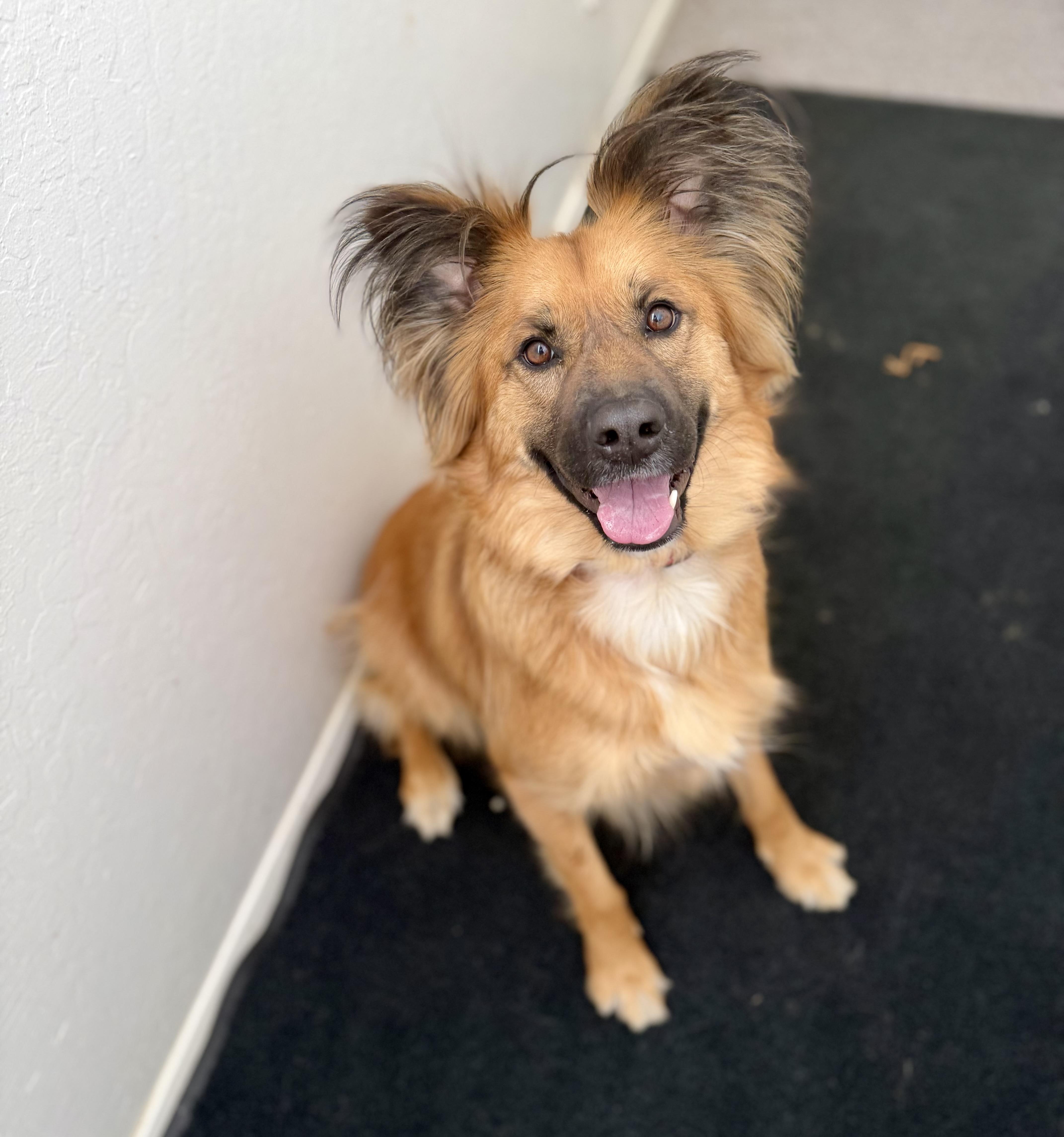 Enlarge Layla 0124, a Adoptable mixed breed in Sonora, CA image 1/5